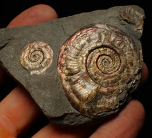 Load image into Gallery viewer, Iridescent Psiloceras multi-ammonite fossil display piece
