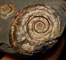 Load image into Gallery viewer, Iridescent Psiloceras multi-ammonite fossil display piece
