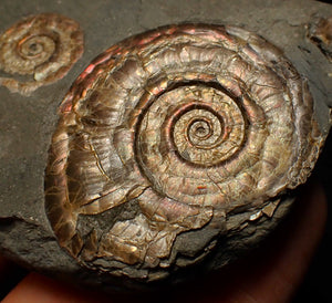 Iridescent Psiloceras multi-ammonite fossil display piece
