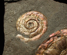 Load image into Gallery viewer, Iridescent Psiloceras multi-ammonite fossil display piece
