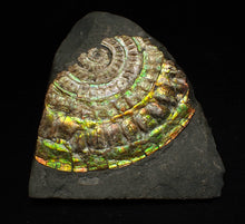 Load image into Gallery viewer, Rainbow iridescent Caloceras ammonite fossil 71mm
