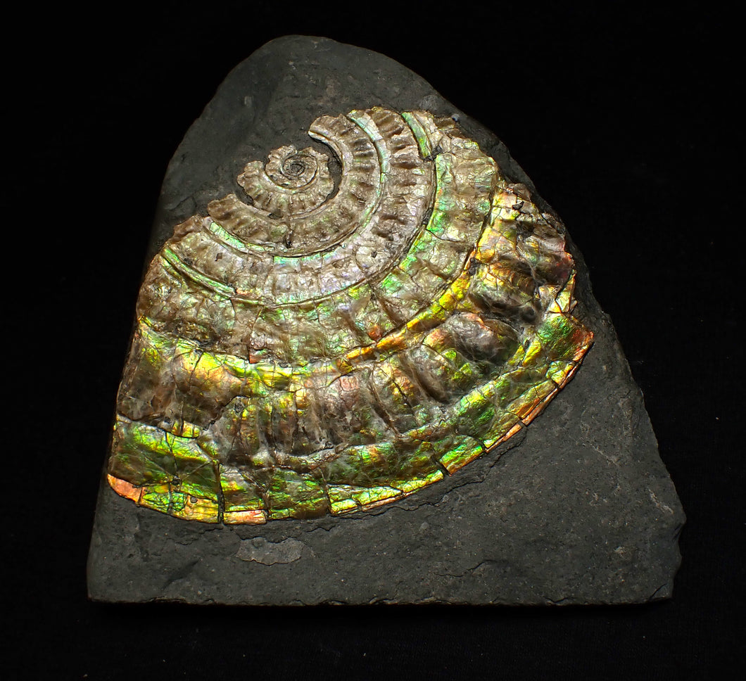 Rainbow iridescent Caloceras ammonite fossil 71mm