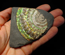 Load image into Gallery viewer, Rainbow iridescent Caloceras ammonite fossil 71mm
