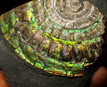 Load image into Gallery viewer, Rainbow iridescent Caloceras ammonite fossil 71mm
