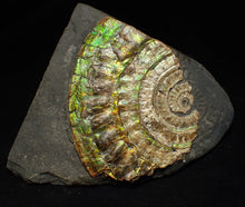 Load image into Gallery viewer, Rainbow iridescent Caloceras ammonite fossil 71mm
