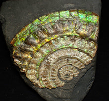 Load image into Gallery viewer, Rainbow iridescent Caloceras ammonite fossil 71mm
