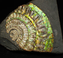 Load image into Gallery viewer, Rainbow iridescent Caloceras ammonite fossil 71mm
