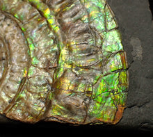 Load image into Gallery viewer, Rainbow iridescent Caloceras ammonite fossil 71mm
