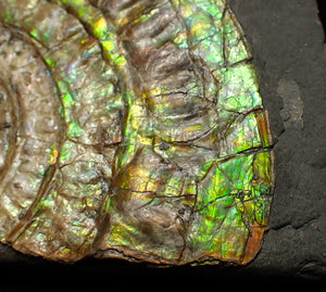 Rainbow iridescent Caloceras ammonite fossil 71mm
