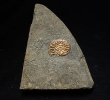 Load image into Gallery viewer, Iridescent juvenile Caloceras ammonite fossil 20mm

