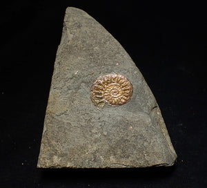 Iridescent juvenile Caloceras ammonite fossil 20mm