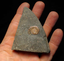 Load image into Gallery viewer, Iridescent juvenile Caloceras ammonite fossil 20mm
