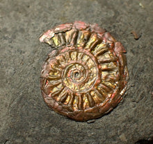 Load image into Gallery viewer, Iridescent juvenile Caloceras ammonite fossil 20mm
