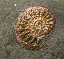 Load image into Gallery viewer, Iridescent juvenile Caloceras ammonite fossil 20mm
