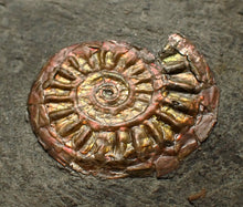 Load image into Gallery viewer, Iridescent juvenile Caloceras ammonite fossil 20mm

