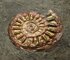 Iridescent juvenile Caloceras ammonite fossil 20mm