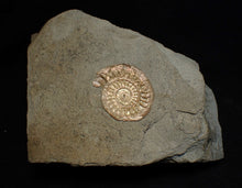 Load image into Gallery viewer, Iridescent juvenile Caloceras ammonite fossil 25mm
