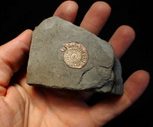 Load image into Gallery viewer, Iridescent juvenile Caloceras ammonite fossil 25mm

