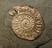 Load image into Gallery viewer, Iridescent juvenile Caloceras ammonite fossil 25mm
