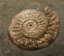 Load image into Gallery viewer, Iridescent juvenile Caloceras ammonite fossil 25mm
