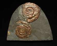 Load image into Gallery viewer, Iridescent Psiloceras multi-ammonite fossil display piece
