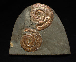 Iridescent Psiloceras multi-ammonite fossil display piece