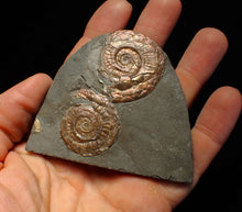 Load image into Gallery viewer, Iridescent Psiloceras multi-ammonite fossil display piece

