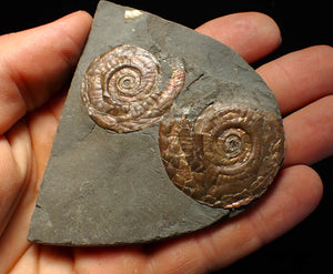 Iridescent Psiloceras multi-ammonite fossil display piece