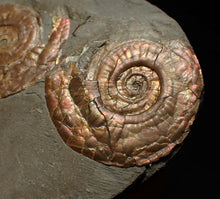 Load image into Gallery viewer, Iridescent Psiloceras multi-ammonite fossil display piece
