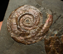 Load image into Gallery viewer, Iridescent Psiloceras multi-ammonite fossil display piece
