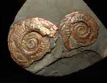 Load image into Gallery viewer, Iridescent Psiloceras multi-ammonite fossil display piece
