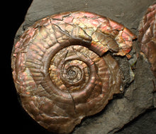 Load image into Gallery viewer, Iridescent Psiloceras multi-ammonite fossil display piece
