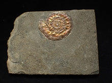 Load image into Gallery viewer, Iridescent juvenile Caloceras ammonite fossil 32mm
