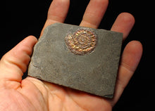 Load image into Gallery viewer, Iridescent juvenile Caloceras ammonite fossil 32mm
