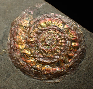Iridescent juvenile Caloceras ammonite fossil 32mm