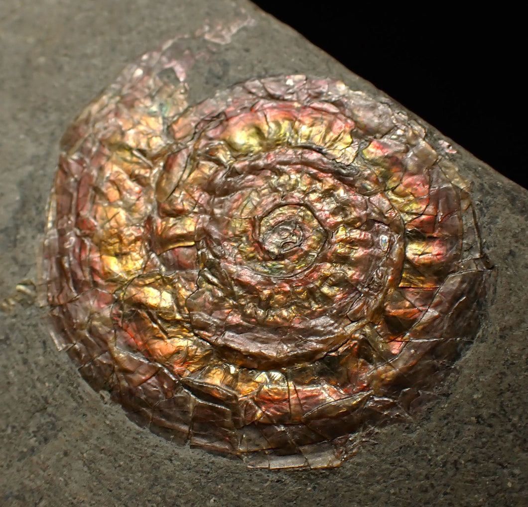 Iridescent juvenile Caloceras ammonite fossil 32mm