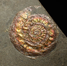 Load image into Gallery viewer, Iridescent juvenile Caloceras ammonite fossil 32mm
