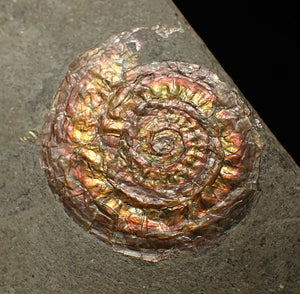 Iridescent juvenile Caloceras ammonite fossil 32mm