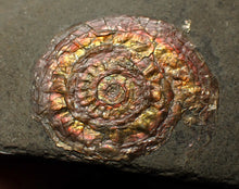 Load image into Gallery viewer, Iridescent juvenile Caloceras ammonite fossil 32mm
