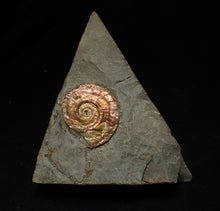 Load image into Gallery viewer, Iridescent Psiloceras ammonite fossil 30mm
