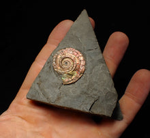 Load image into Gallery viewer, Iridescent Psiloceras ammonite fossil 30mm

