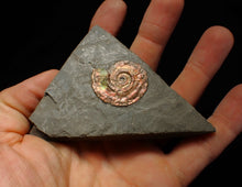 Load image into Gallery viewer, Iridescent Psiloceras ammonite fossil 30mm
