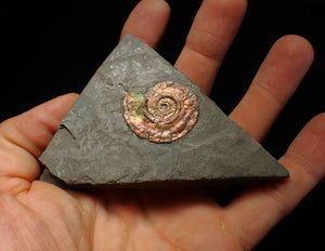 Iridescent Psiloceras ammonite fossil 30mm