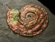 Load image into Gallery viewer, Iridescent Psiloceras ammonite fossil 30mm
