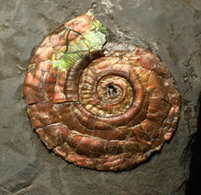 Load image into Gallery viewer, Iridescent Psiloceras ammonite fossil 30mm
