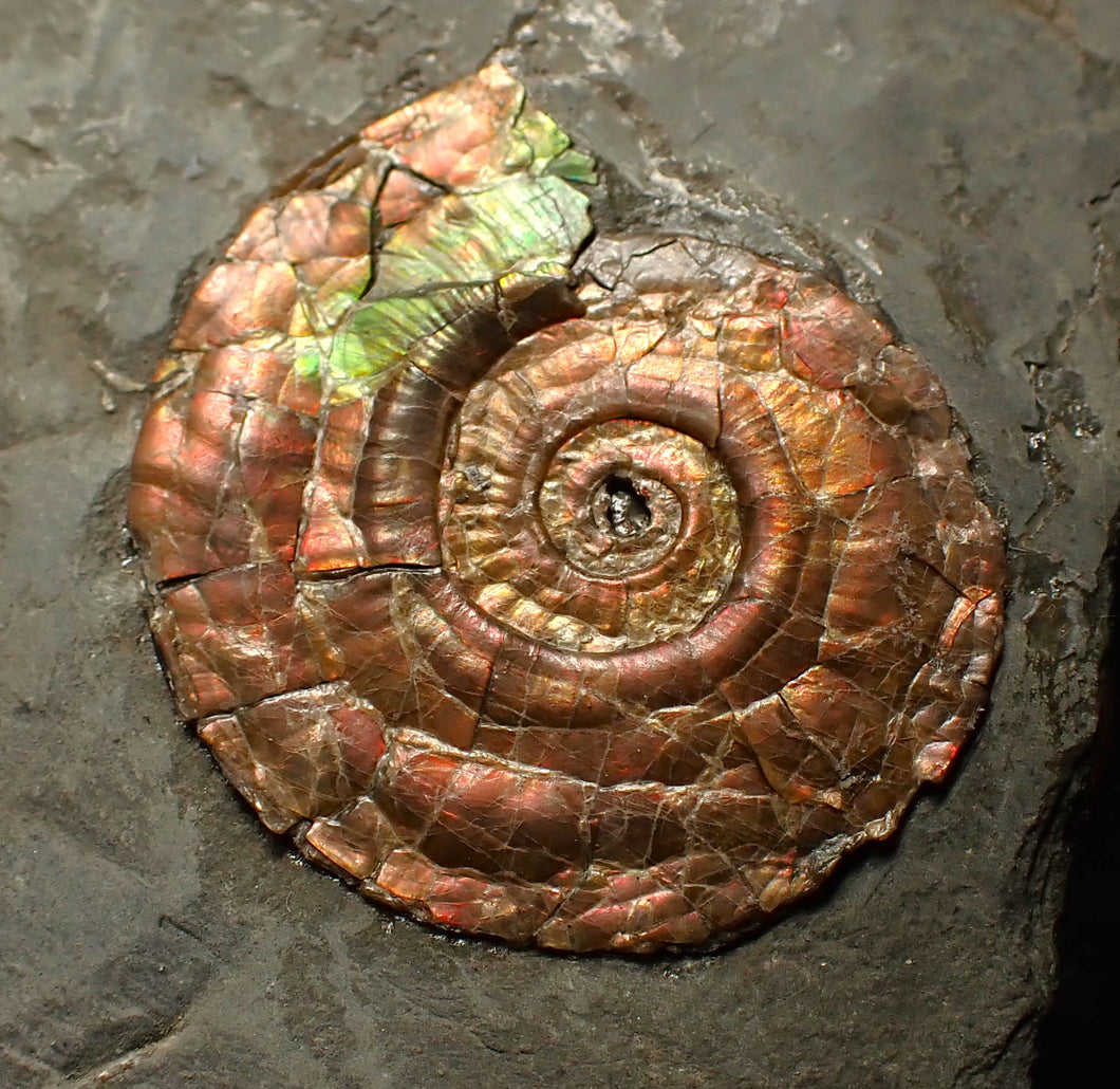 Iridescent Psiloceras ammonite fossil 30mm