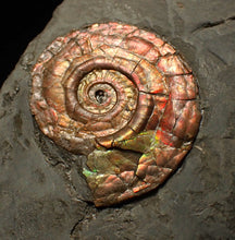 Load image into Gallery viewer, Iridescent Psiloceras ammonite fossil 30mm
