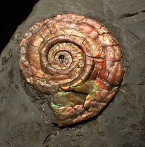 Iridescent Psiloceras ammonite fossil 30mm