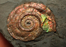 Load image into Gallery viewer, Iridescent Psiloceras ammonite fossil 30mm

