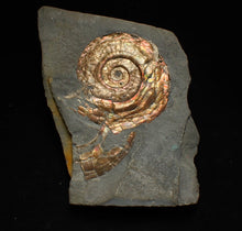 Load image into Gallery viewer, Iridescent Psiloceras ammonite fossil 50mm
